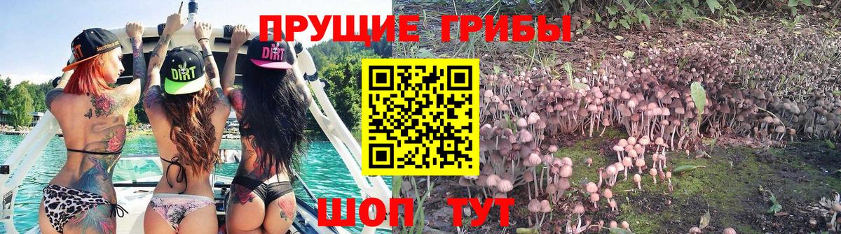 Псилоцибиновые грибы мицелий  что такое   Троицк  Вход с VPN 